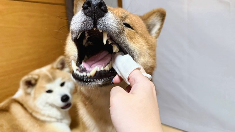 試用